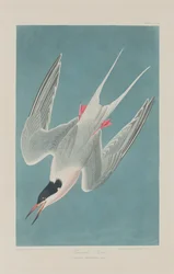 Rosenseeschwalbe, 1835